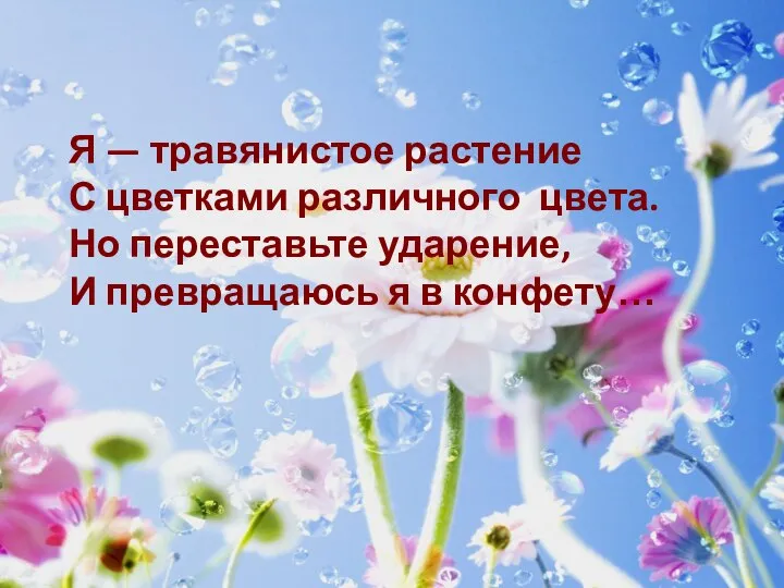 Я — травянистое растение С цветками различного цвета. Но переставьте ударение, И превращаюсь я в конфету…