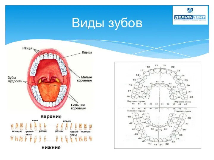 Виды зубов
