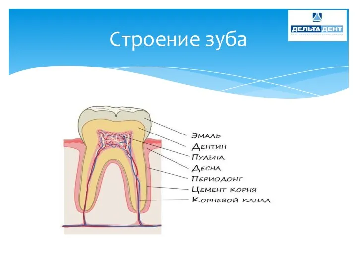 Строение зуба