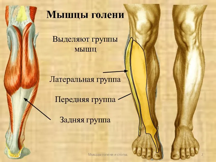 Мышцы голени Выделяют группы мышц Латеральная группа Передняя группа Задняя группа УрГУФК Мыщцы голени и стопы.