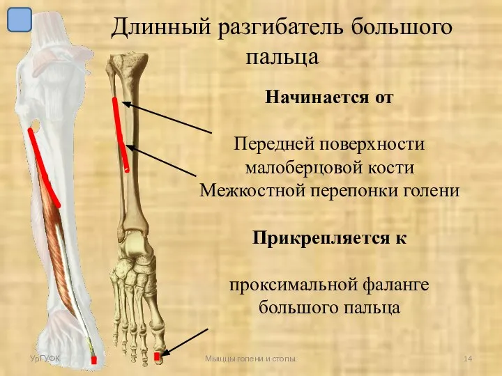 Длинный разгибатель большого пальца Начинается от Передней поверхности малоберцовой кости Межкостной