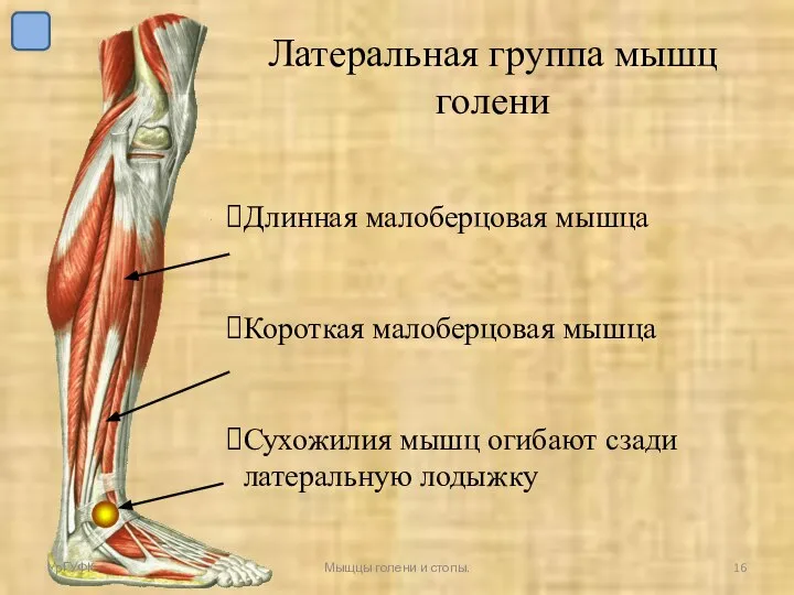 Латеральная группа мышц голени Длинная малоберцовая мышца Короткая малоберцовая мышца Сухожилия