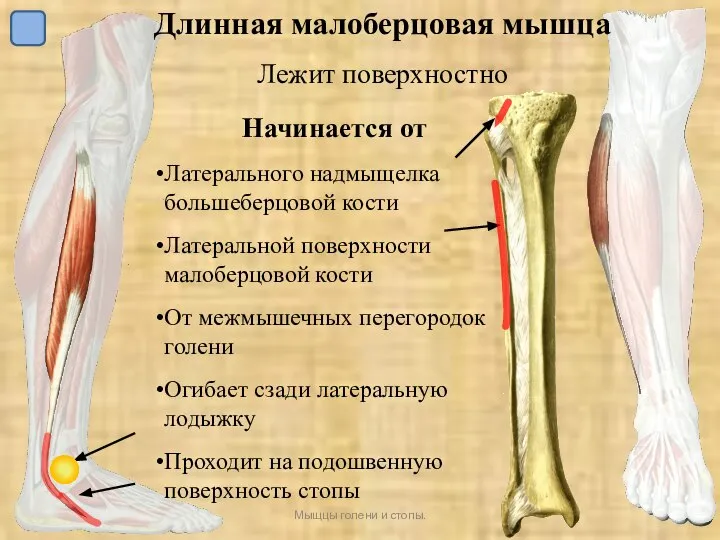 УрГУФК Мыщцы голени и стопы. Начинается от Латерального надмыщелка большеберцовой кости