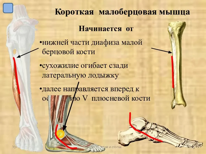 УрГУФК Мыщцы голени и стопы. Короткая малоберцовая мышца Начинается от нижней