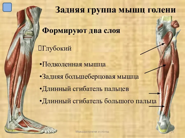 УрГУФК Мыщцы голени и стопы. Формируют два слоя Глубокий Подколенная мышца