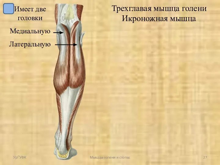 Имеет две головки Медиальную Латеральную УрГУФК Мыщцы голени и стопы. Трехглавая мышца голени Икроножная мышца