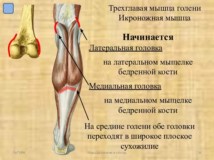 УрГУФК Мыщцы голени и стопы. Трехглавая мышца голени Икроножная мышца Начинается