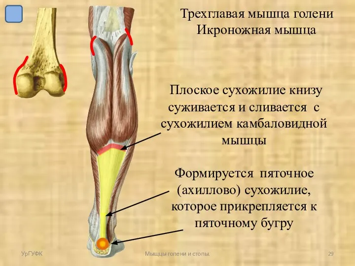 УрГУФК Мыщцы голени и стопы. Трехглавая мышца голени Икроножная мышца Плоское