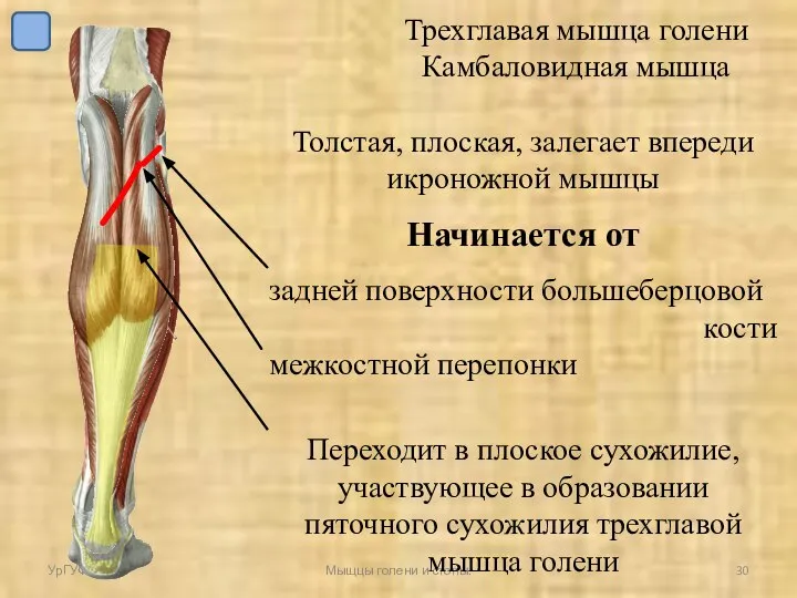 УрГУФК Мыщцы голени и стопы. Трехглавая мышца голени Камбаловидная мышца Толстая,