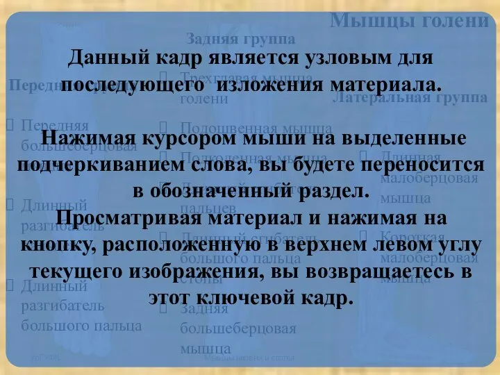 Мышцы голени Передняя группа Передняя большеберцовая мышца Длинный разгибатель пальцев Длинный