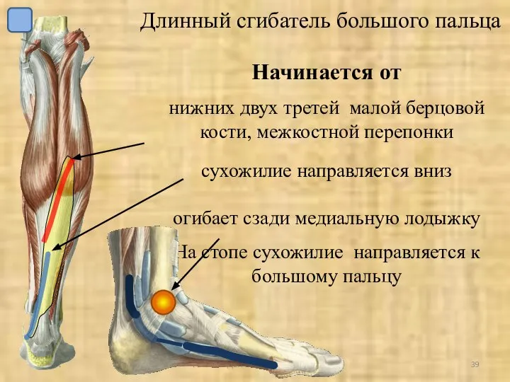 УрГУФК Мыщцы голени и стопы. Длинный сгибатель большого пальца Начинается от