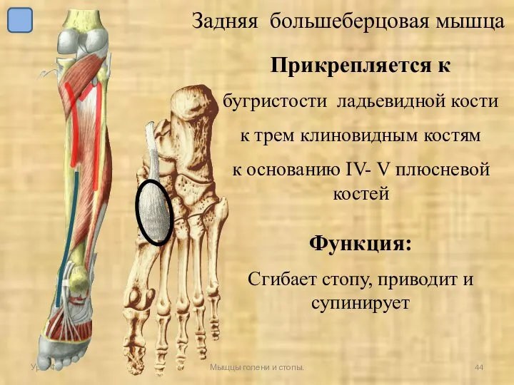 Прикрепляется к бугристости ладьевидной кости к трем клиновидным костям к основанию