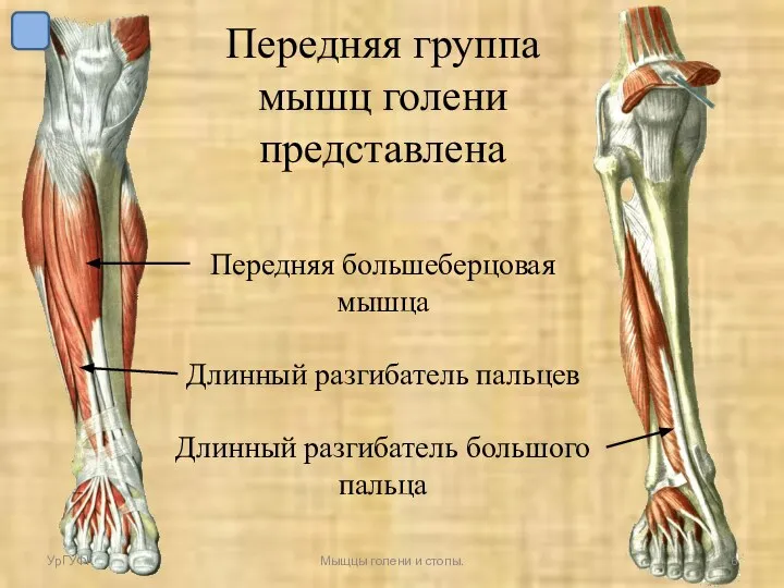 Передняя группа мышц голени представлена Передняя большеберцовая мышца Длинный разгибатель пальцев