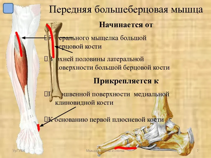 Передняя большеберцовая мышца Начинается от Латерального мыщелка большой берцовой кости Верхней