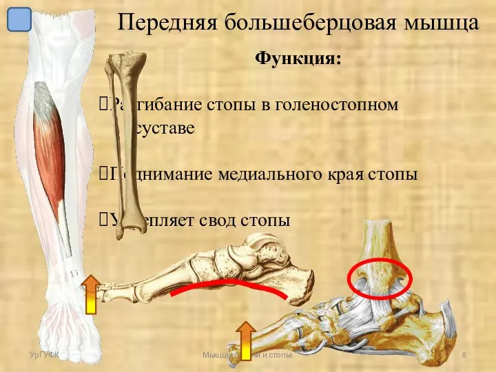 Передняя большеберцовая мышца Функция: Разгибание стопы в голеностопном суставе Поднимание медиального