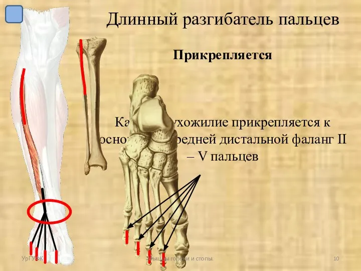 Длинный разгибатель пальцев Прикрепляется Каждое сухожилие прикрепляется к основанию средней дистальной