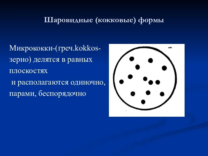 Шаровидные (кокковые) формы Микрококки-(греч.kokkos- зерно) делятся в равных плоскостях и располагаются одиночно, парами, беспорядочно