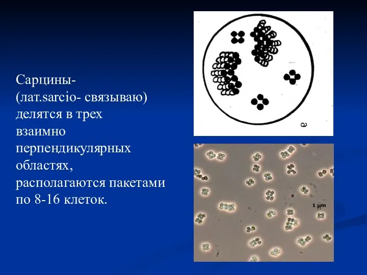 Сарцины- (лат.sarcio- связываю) делятся в трех взаимно перпендикулярных областях, располагаются пакетами по 8-16 клеток.