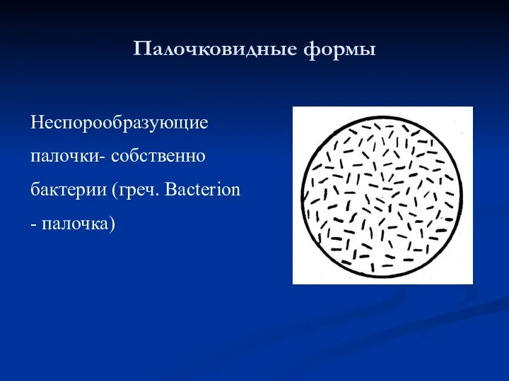 Палочковидные формы Неспорообразующие палочки- собственно бактерии (греч. Bacterion - палочка)