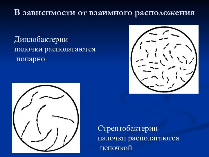 Диплобактерии – палочки располагаются попарно В зависимости от взаимного расположения Стрептобактерии- палочки располагаются цепочкой