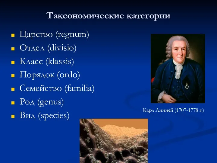 Таксономические категории Царство (regnum) Отдел (divisio) Класс (klassis) Порядок (ordo) Семейство