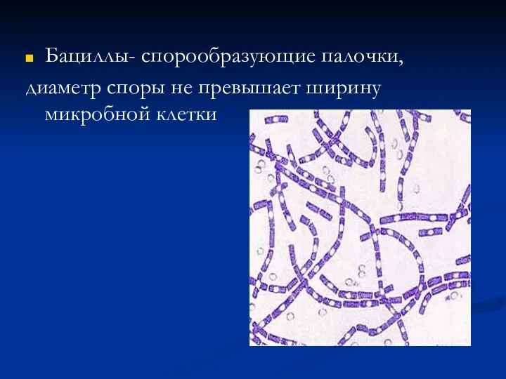 Бациллы- спорообразующие палочки, диаметр споры не превышает ширину микробной клетки