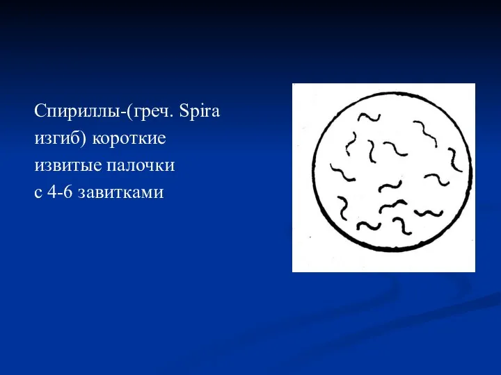 Спириллы-(греч. Spira изгиб) короткие извитые палочки с 4-6 завитками