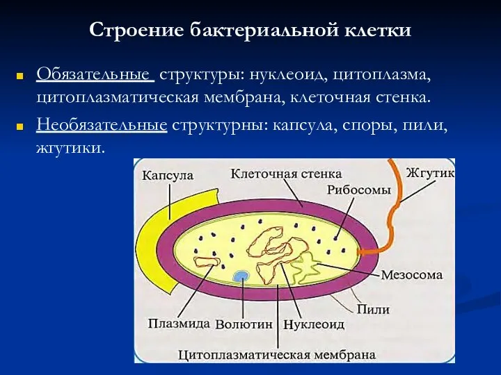 Строение бактериальной клетки Обязательные структуры: нуклеоид, цитоплазма, цитоплазматическая мембрана, клеточная стенка.