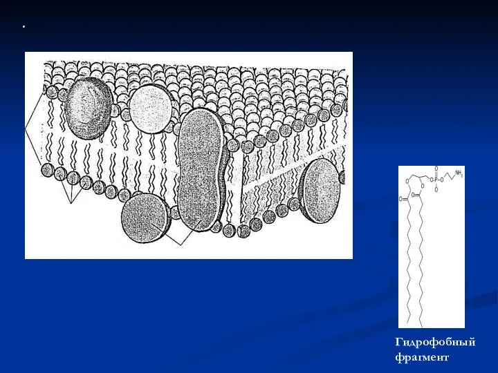. Гидрофобный фрагмент