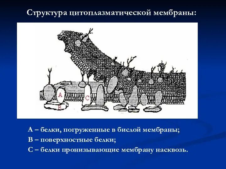 Структура цитоплазматической мембраны: A – белки, погруженные в бислой мембраны; B