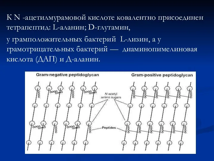 К N -ацетилмурамовой кислоте ковалентно присоединен тетрапептид: L-аланин; D-глутамин, у грамположительных