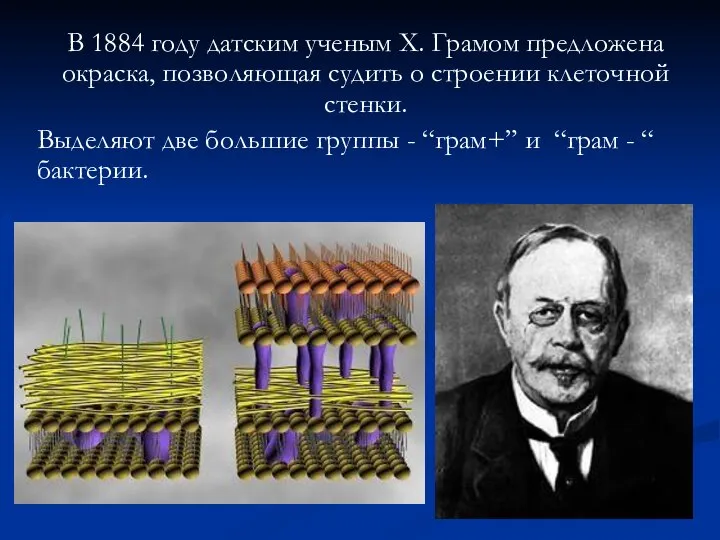 В 1884 году датским ученым Х. Грамом предложена окраска, позволяющая судить