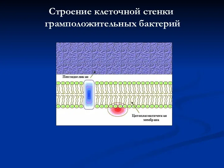 Строение клеточной стенки грамположительных бактерий