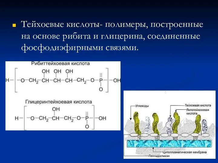 Тейхоевые кислоты- полимеры, построенные на основе рибита и глицерина, соединенные фосфодиэфирными связями.