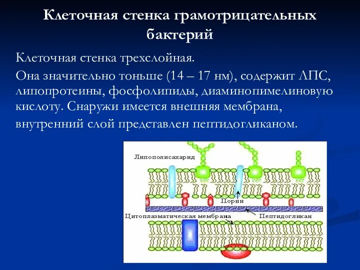 Клеточная стенка грамотрицательных бактерий Клеточная стенка трехслойная. Она значительно тоньше (14