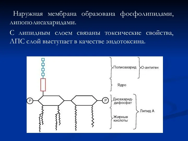 Наружная мембрана образована фосфолипидами, липополисахаридами. С липидным слоем связаны токсические свойства,