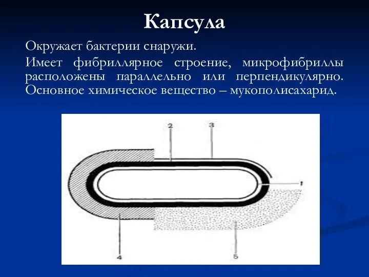 Капсула Окружает бактерии снаружи. Имеет фибриллярное строение, микрофибриллы расположены параллельно или