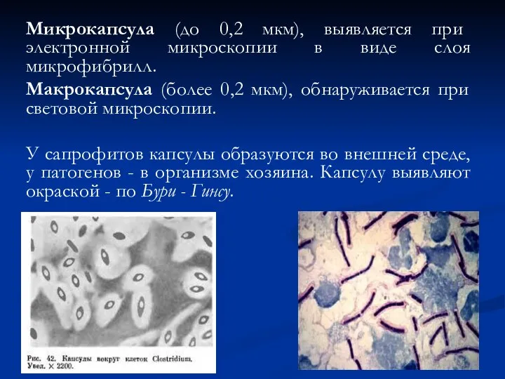 Микрокапсула (до 0,2 мкм), выявляется при электронной микроскопии в виде слоя