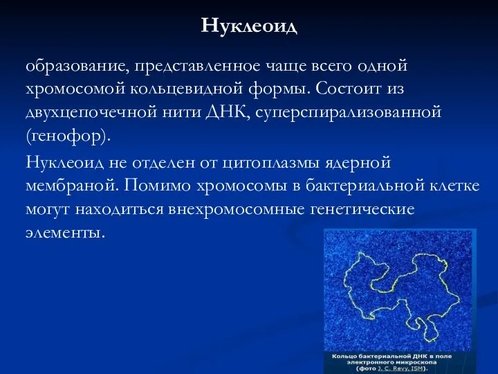 Нуклеоид образование, представленное чаще всего одной хромосомой кольцевидной формы. Состоит из