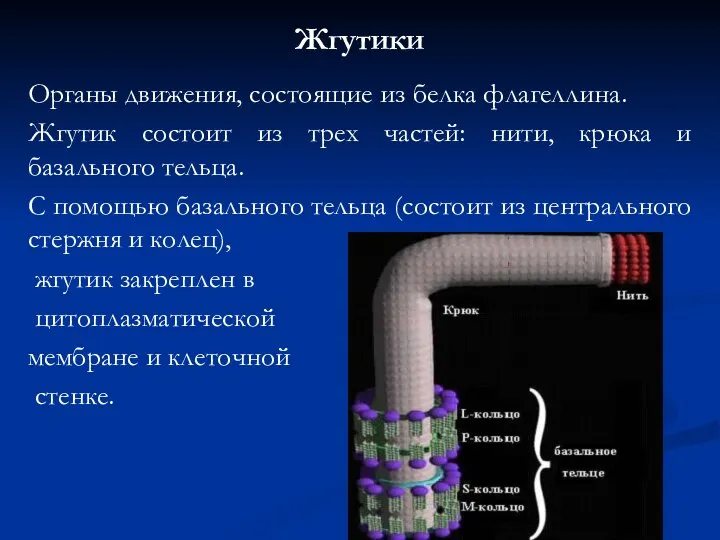 Жгутики Органы движения, состоящие из белка флагеллина. Жгутик состоит из трех