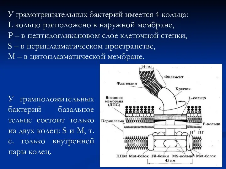 У грамотрицательных бактерий имеется 4 кольца: L кольцо расположено в наружной