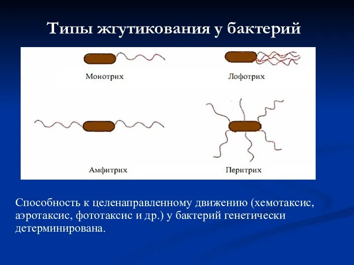 Типы жгутикования у бактерий Способность к целенаправленному движению (хемотаксис, аэротаксис, фототаксис