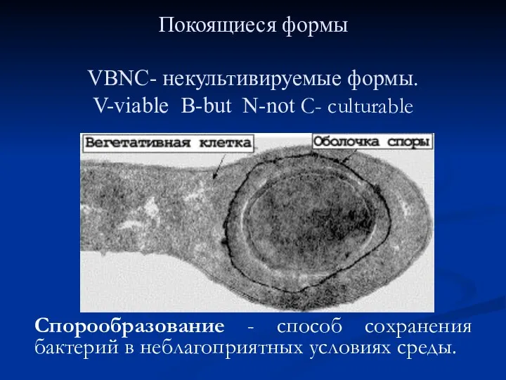 Покоящиеся формы VBNC- некультивируемые формы. V-viable B-but N-not C- culturable Спорообразование