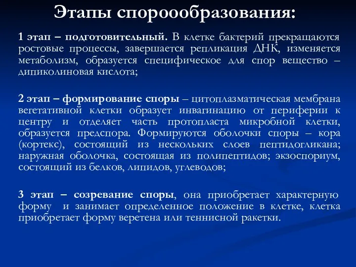 Этапы спороообразования: 1 этап – подготовительный. В клетке бактерий прекращаются ростовые