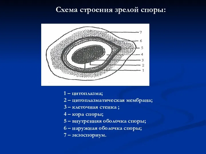 Схема строения зрелой споры: 1 – цитоплазма; 2 – цитоплазматическая мембрана;