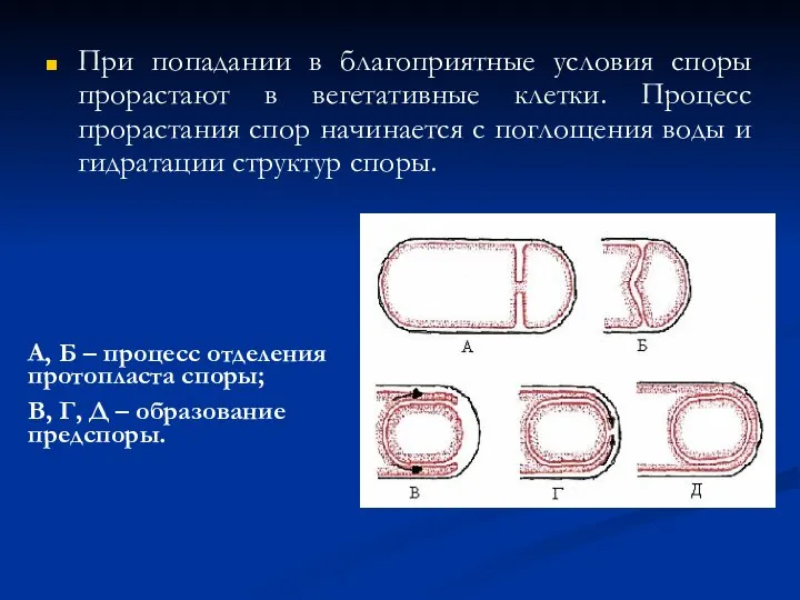 При попадании в благоприятные условия споры прорастают в вегетативные клетки. Процесс