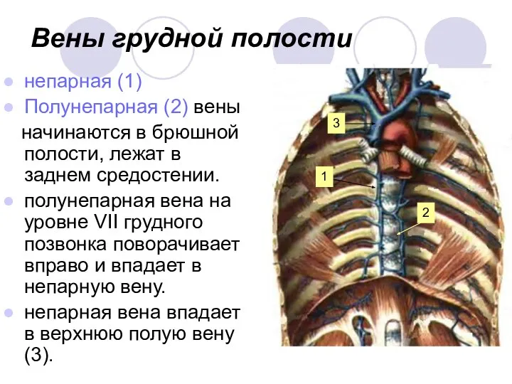 Вены грудной полости непарная (1) Полунепарная (2) вены начинаются в брюшной