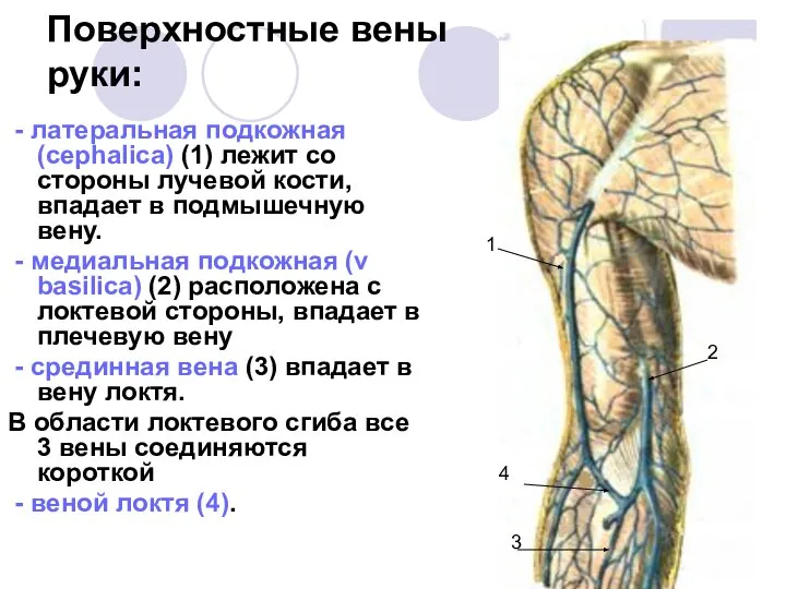 Поверхностные вены руки: - латеральная подкожная (cephalica) (1) лежит со стороны