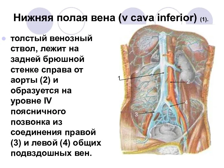 Нижняя полая вена (v cava inferior) (1). толстый венозный ствол, лежит