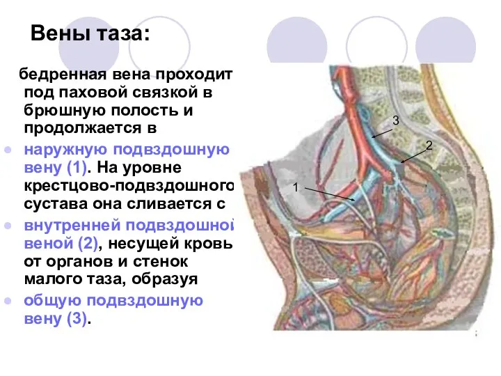 Вены таза: бедренная вена проходит под паховой связкой в брюшную полость